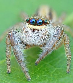 Himalayan spider